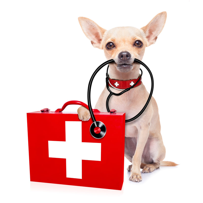 Preparing Your Pets For Disasters