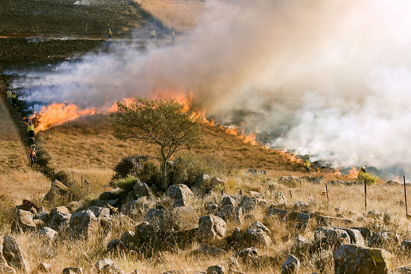 13 Steps to Survive a Wildfire